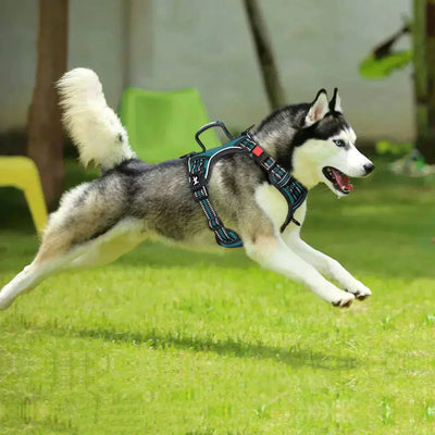 ALURA™  -  PERSONALIZED NO PULL DOG HARNESS